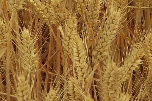 乌克兰粮食产量或腰斩，国际小麦价格或