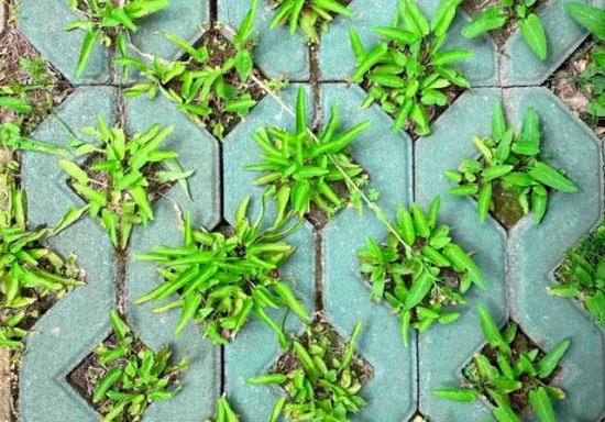 上海被封男子吃绿化带发现84种草药，其中有43种可食用，6种植物有毒